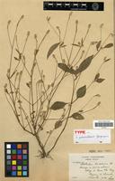 Type of Psilotrichum pedunculosum Gagnep. [family AMARANTHACEAE]
