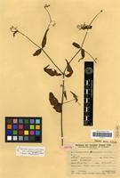 Filed as Alternanthera porrigens (Jacq.) Kuntze var. altacruzensis (Suess.) Mears [family AMARANTHACEAE]