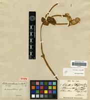 Holotype of Alternanthera villosa Kunth [family AMARANTHACEAE]