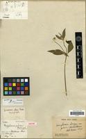 Isotype of Mogiphanes pilosa Mart. & Gal. [family AMARANTHACEAE]