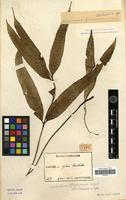 Type of Asplenium formosae H. Christ [family PTERIDOPHYTA]
