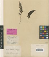 Holotype of Trichomanes japonicum Franch. & Sav. [family PTERIDOPHYTA]