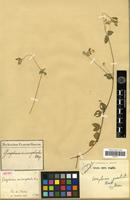 Isotype of Gomphrena microcephala Moq. [family AMARANTHACEAE]