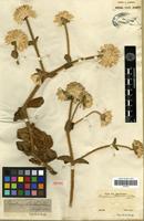Isotype of Gomphrena schlechtendaliana Mart. [family AMARANTHACEAE]