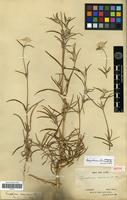 Isotype of Gomphrena flaccida R.Br. [family AMARANTHACEAE]