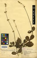 Isotype of Froelichia chacoensis Chodat [family AMARANTHACEAE]