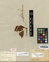 Isotype of Trommsdorffia aurata Mart. [family AMARANTHACEAE]