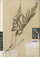 Syntype of Trichomanes naseanum Christ [family PTERIDOPHYTA]