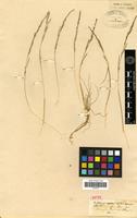 Isotype of Pucinellia biflora (Steud.) A.Camus [family POACEAE]