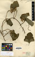 Isotype of Ipomoea michauxii Sweet [family CONVOLVULACEAE]