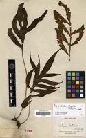 Isotype of Grammitis decurrens Hook. &amp;amp; Grev. [family PTERIDOPHYTA]