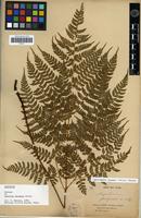Lectotype of Aspidium fargesii Christ [family PTERIDOPHYTA]