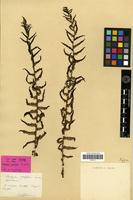 Holotype of Aspidium polylepis Franch. & Sav. [family PTERIDOPHYTA]