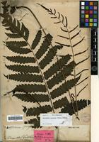 Syntype of Acrostichum quoyanum Gaudich. [family PTERIDOPHYTA]