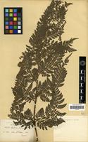 Lectotype of Aspidium muticum Franch. & Sav. [family PTERIDOPHYTA]