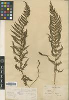 Type? of Polystichum sinense (Christ) Christ [family PTERIDOPHYTA]