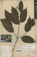 Isotype of Cordia scabrifolia A.DC. [family BORAGINACEAE]