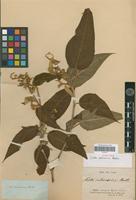 Syntype of Croton vulnerarius Baill. [family EUPHORBIACEAE]