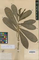 Syntype of Acalypha klotzschii Baill. [family EUPHORBIACEAE]