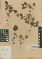 Isotype of Acalypha havanensis Müll.Arg. [family EUPHORBIACEAE]