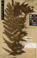 Isotype of Aspidium microchlamys Christ [family PTERIDOPHYTA]