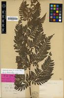 Lectotype of Aspidium muticum Franch. & Sav. [family PTERIDOPHYTA]