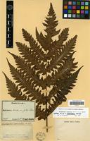 Isotype of Woodwardia intermedia H.Christ [family PTERIDOPHYTA]