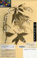 Isotype of Achyranthes mangarevica Suessenguth [family AMARANTHACEAE]