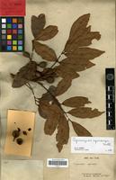 Type? of Cupaniopsis apiocarpa Radlk. [family SAPINDACEAE]