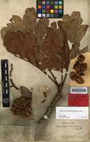 Type? of Cupaniopsis crassivalvis Radlk. [family SAPINDACEAE]