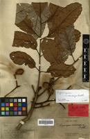 Type? of Cupaniopsis macrocarpa Radlk. [family SAPINDACEAE]