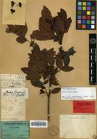 Holotype of Guioa fusca Radlk. [family SAPINDACEAE]