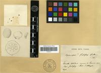 Isotype of Cupaniopsis godefroyi Guillaumin [family SAPINDACEAE]