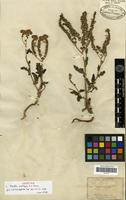 Isotype of Phacelia ambigua M.E.Jones [family HYDROPHYLLACEAE]