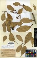 Syntype of Nesoluma st.-johnianum H.J.Lam & B.J.D.Meeuse [family SAPOTACEAE]
