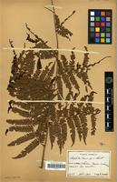 Type of Alsophila fauriei Christ [family PTERIDOPHYTA]