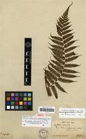 Isotype of Hemitelia gardneriana C.Presl [family PTERIDOPHYTA]