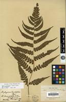 Type of Diplazium lasiopteris Kunze [family PTERIDOPHYTA]