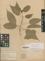 Isotype of Acalypha vincentina Urb. [family EUPHORBIACEAE]