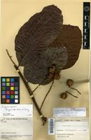 Isotype of Cupaniopsis kajewskii Merr. & L.M.Perry [family SAPINDACEAE]