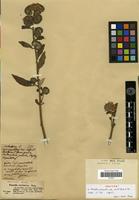 Type? of Phacelia circinata Jacq. var. acutiloba A.DC. [family HYDROPHYLLACEAE]