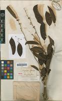 Isotype of Chrysophyllum flexuosum Mart. [family SAPOTACEAE]