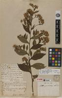 Type of Aster patulus Lam. [family ASTERACEAE]