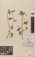 Holotype of Convolvulus canescens Kunth [family CONVOLVULACEAE]