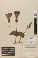 Holotype of Convolvulus superbus Kunth [family CONVOLVULACEAE]