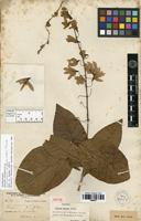 Isolectotype of Petrea aspera Turcz. [family VERBENACEAE]