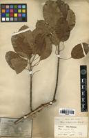 Syntype of Ficus subpisocarpa Gagnep. [family MORACEAE]