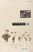 Type of Erigeron pringlei A.Gray [family ASTERACEAE]