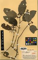 Isotype of Ixora myrsinoides A.C.Sm. [family RUBIACEAE]
