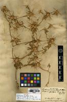 Syntype of Centaurea hyalolepis Boiss. [family ASTERACEAE]